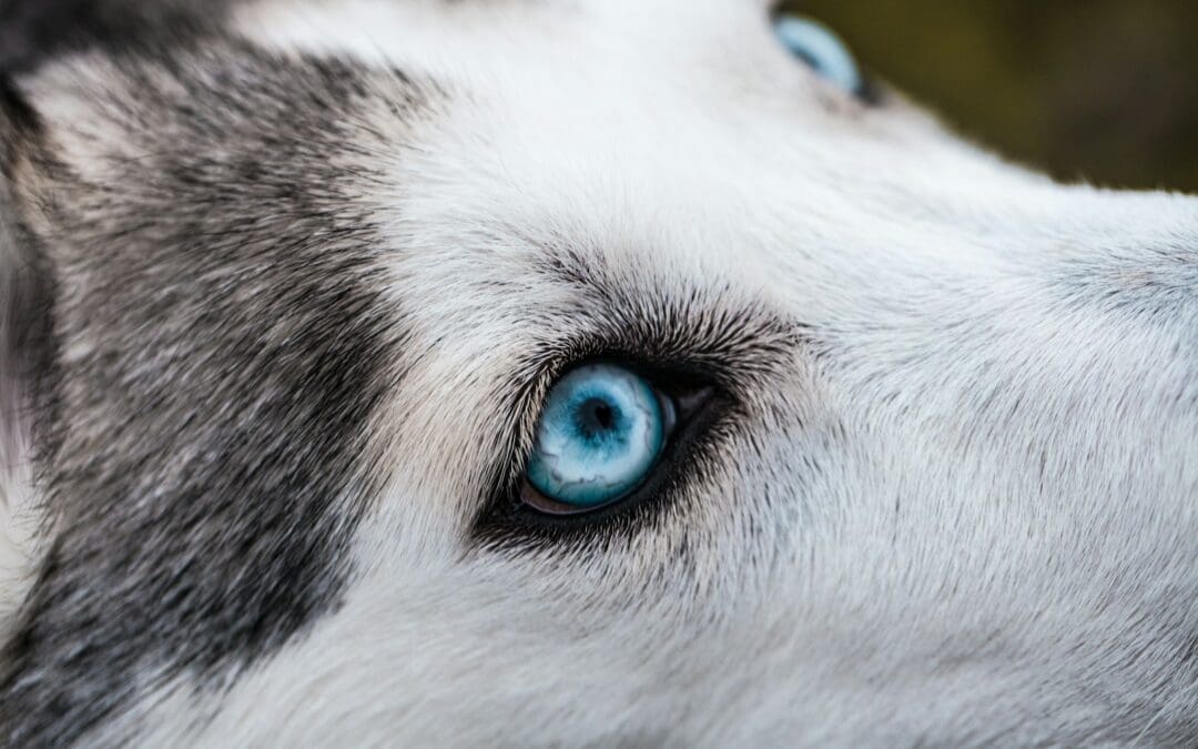 close-up photography of Siberian husky