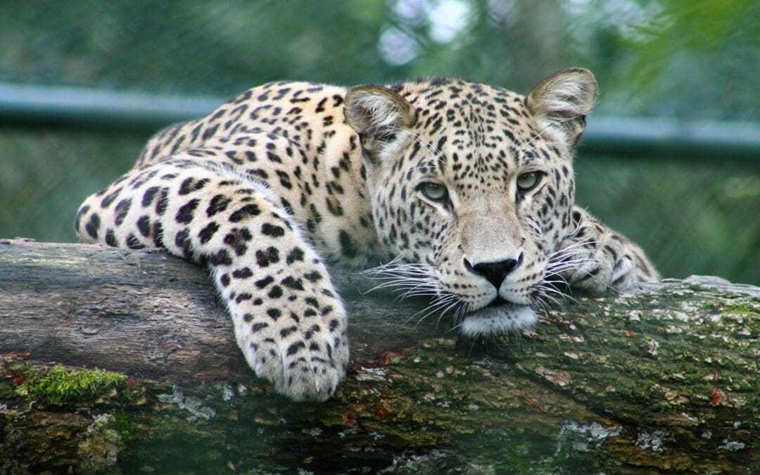 leopard on tree branch